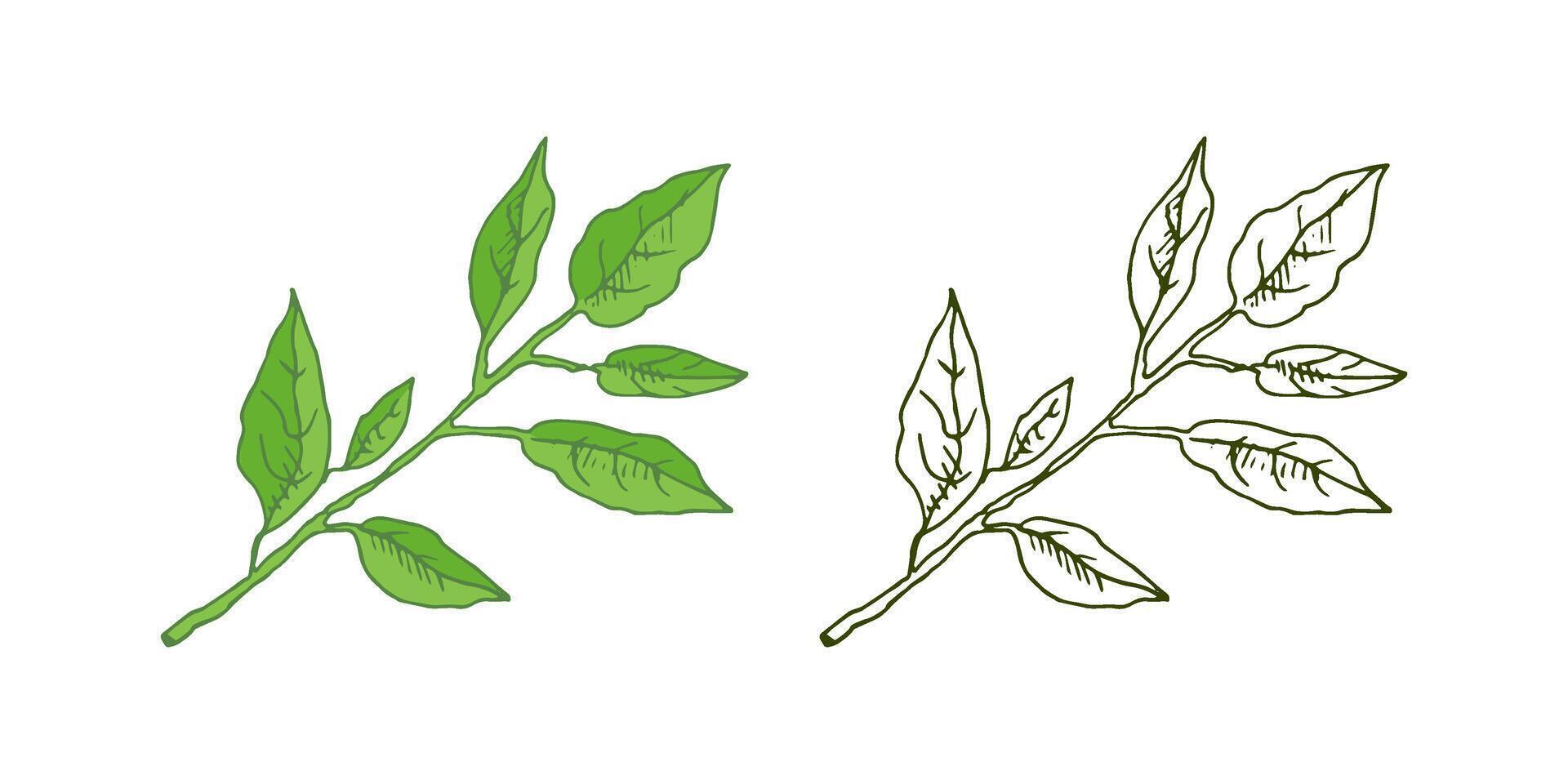 A hand-drawn sketch of a lemon tree branch with leaves. Great for a poster, menu or label. vector