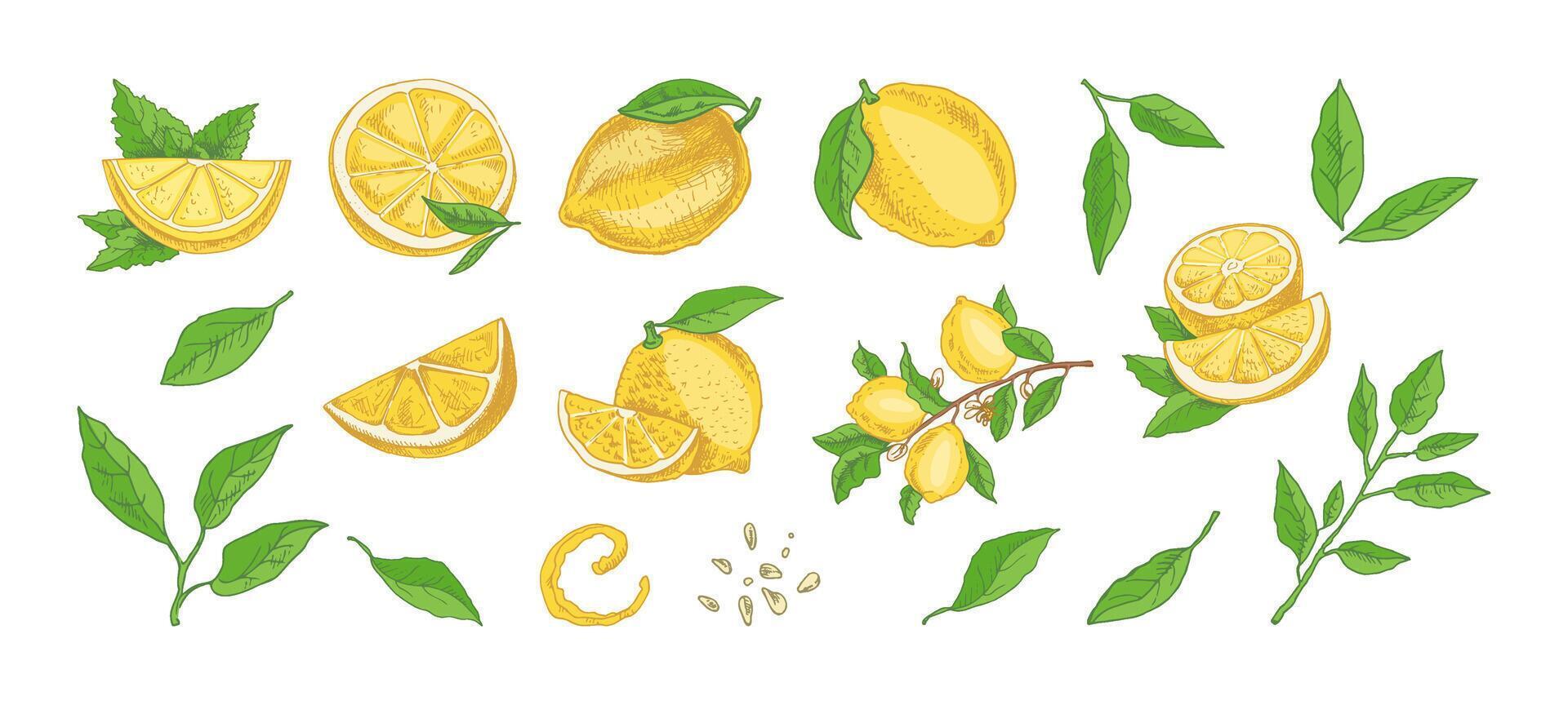 hand drawn lemon set. Whole lemon, sliced pieces, half, leaf, branch, seed and lettering sketch. Tropical fruit engraved style illustration. Detailed citrus ink drawing. vector