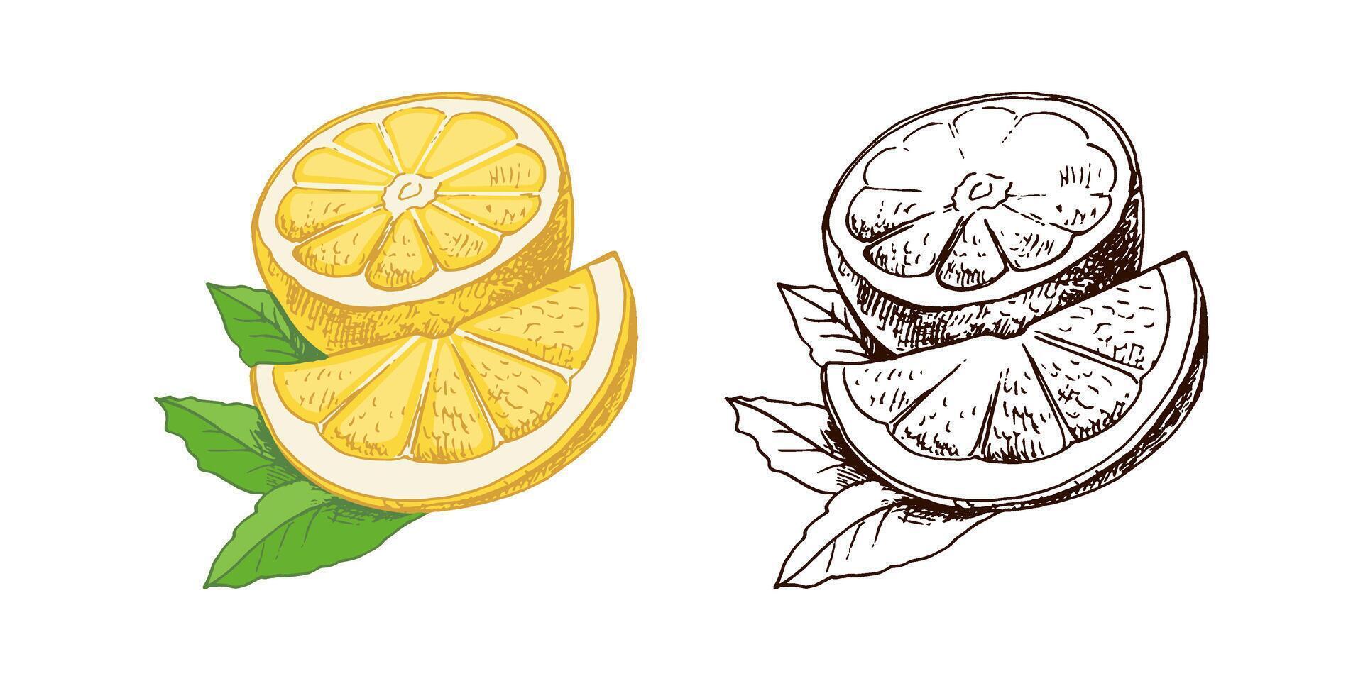 A hand-drawn sketch of a lemon. A plant with leaves. A slice of lemon and half a lemon. Citrus. Orange, grapefruit. Great for a poster, menu or label. vector