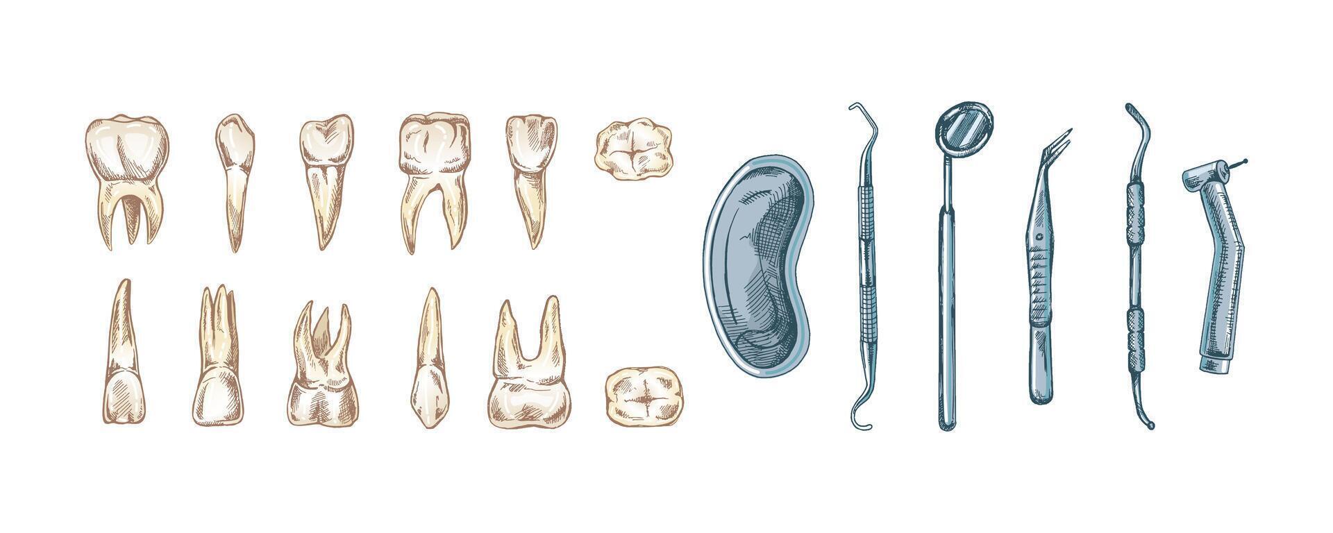 Stomatology hand drawn set. Toothache treatment. Teeth sketch. Different types of human tooth. Engraving fangs and molars. vector