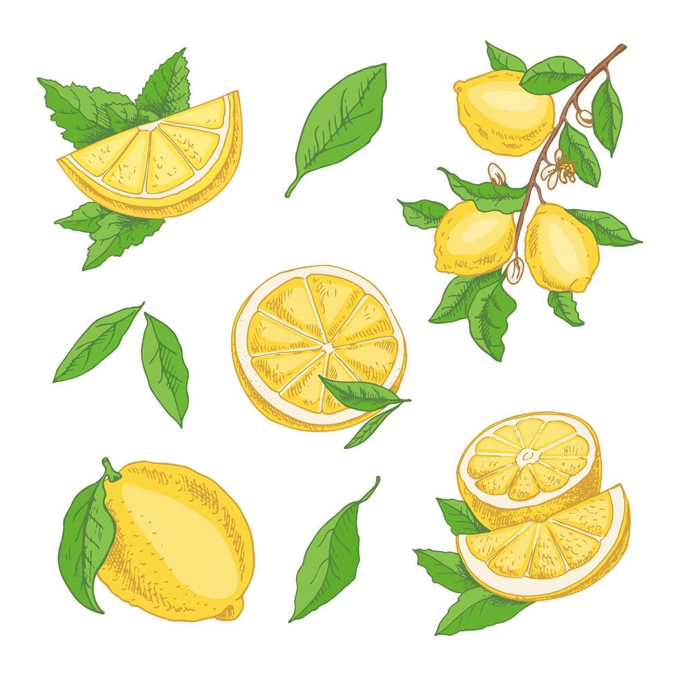hand drawn lemon set. Whole lemon, sliced pieces, half, leaf and branch sketch. Tropical fruit engraved style illustration. Detailed citrus ink drawing. vector