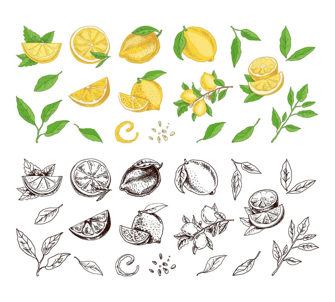 hand drawn lemon set. Whole lemon, sliced pieces, half, leaf, branch, seed and lettering sketch. Tropical fruit engraved style illustration. Detailed citrus ink drawing. vector