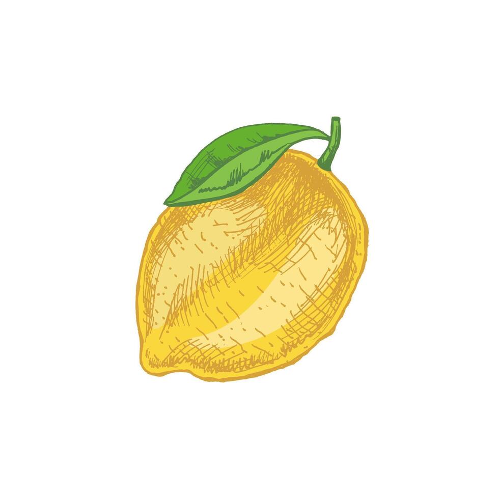 Hand-drawn lemon, lime sketch. Vintage lime or lemon fruit. Food sketch illustration of juice lime with leaf for fresh drinks. vector