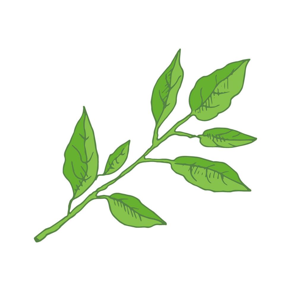 A hand-drawn sketch of a lemon tree branch with leaves. Great for a poster, menu or label. vector