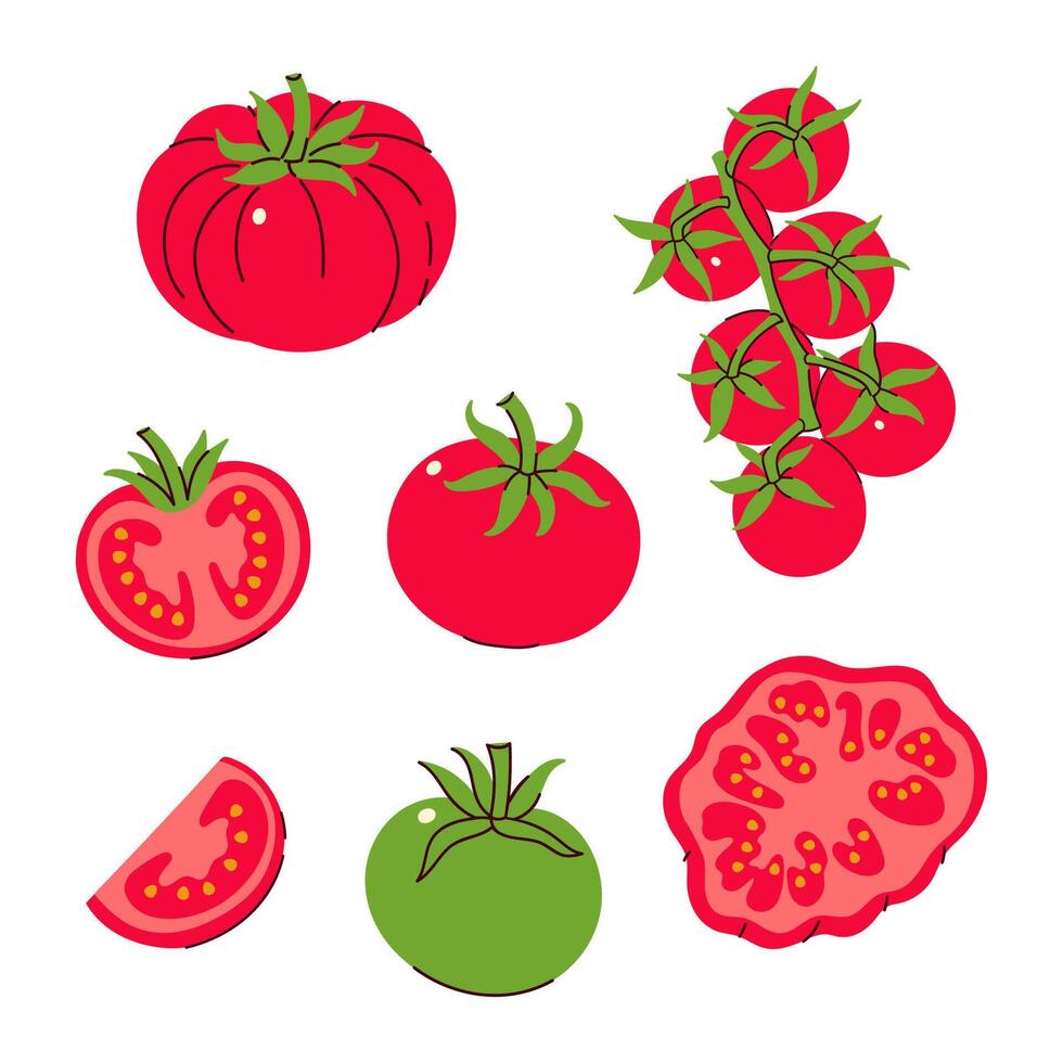 Set of different types of tomatoes and their parts isolate on white background. graphics. vector
