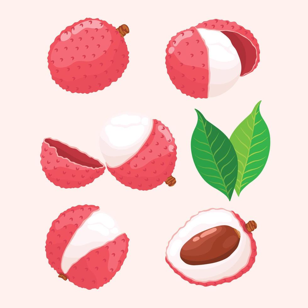 Fruit, Lychee, Tropical Fruits, Illustration Hand drawn vector
