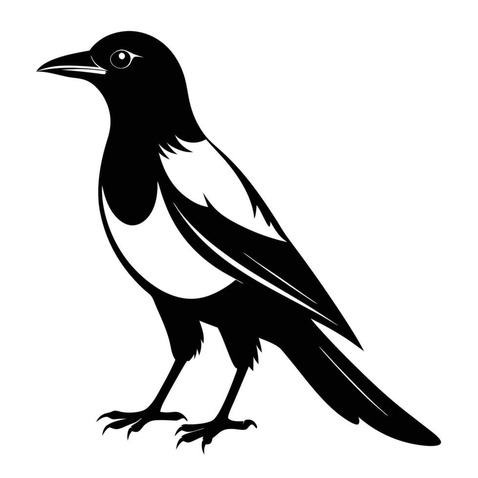 Black and white magpie silhouette on white background vector