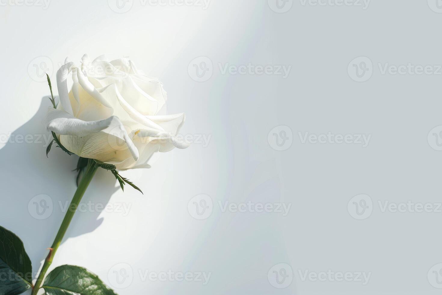 White rose on white background photo
