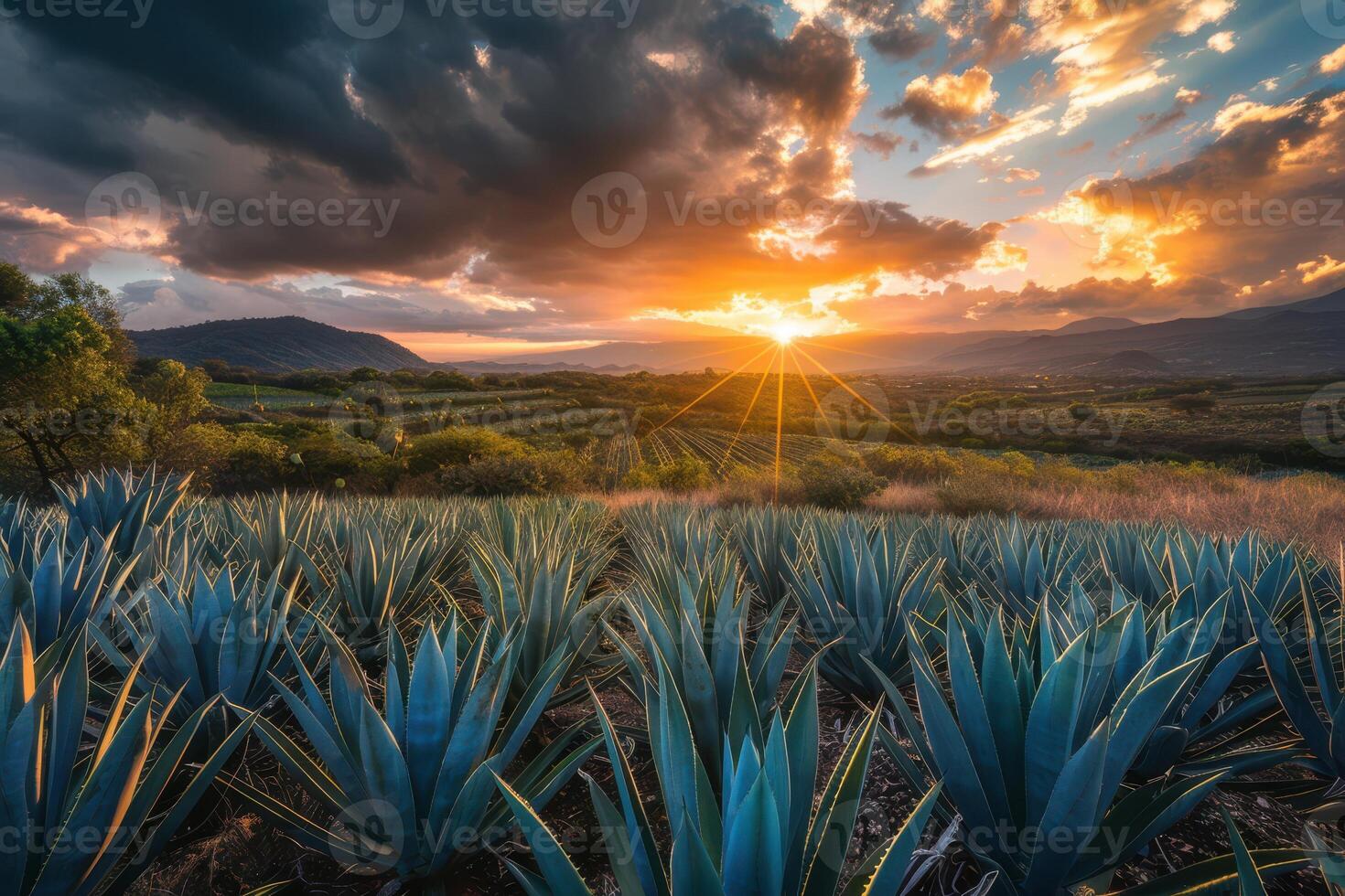 Agave fields at sunset in mexico photo