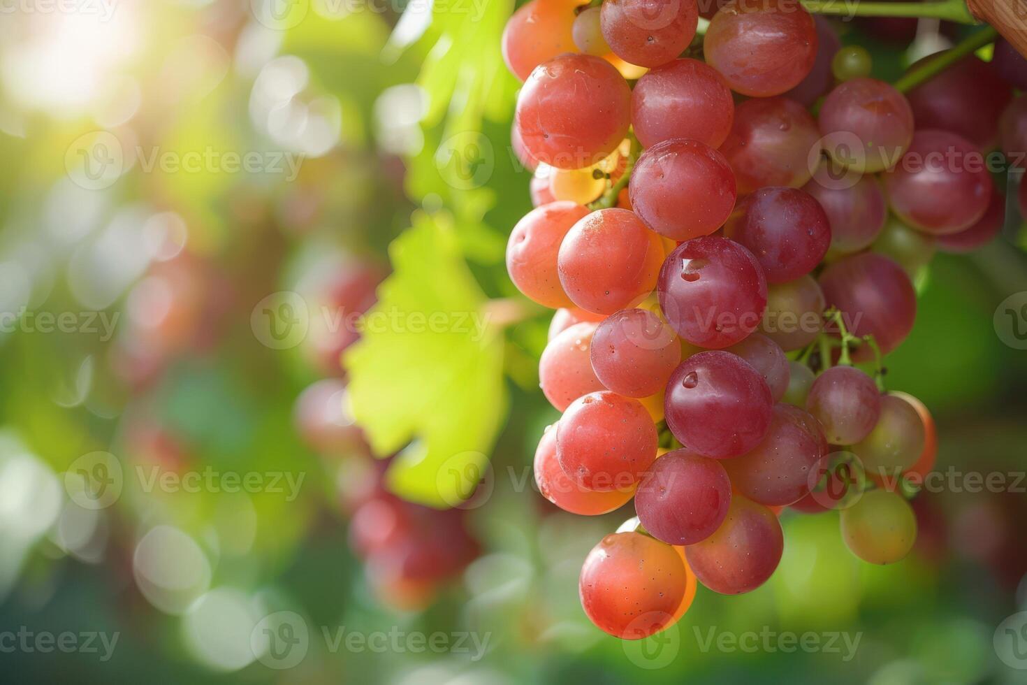 Red grapes on the vine photo