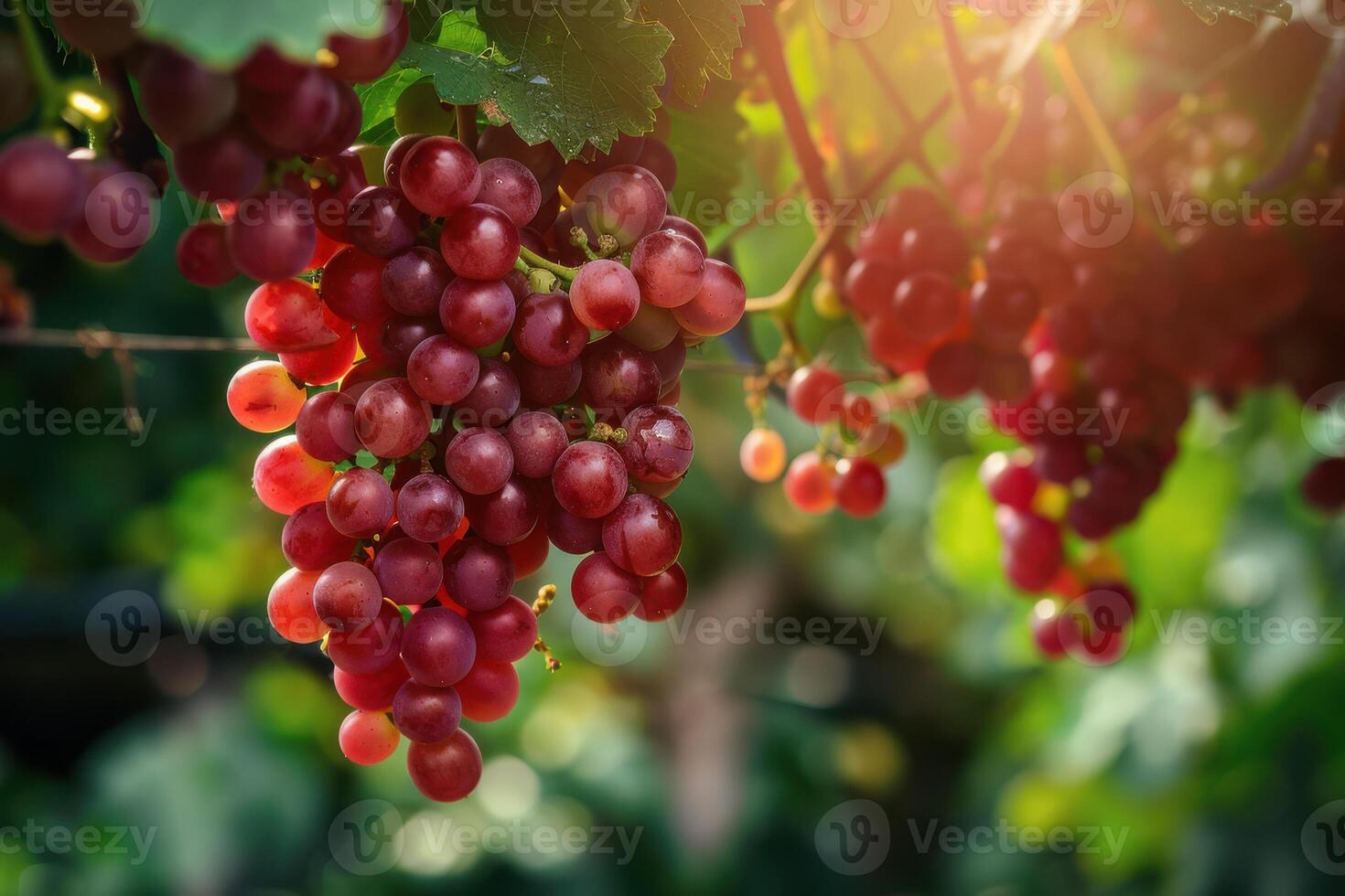 Red grapes on the vine photo