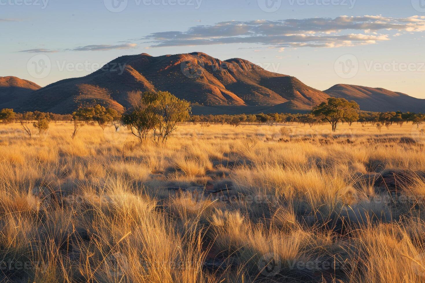 A field of tall grass photo