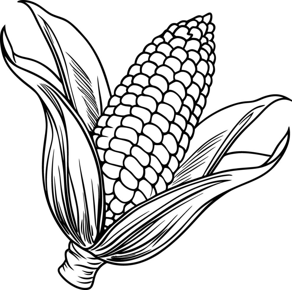 Corn on the cob coloring pages vector