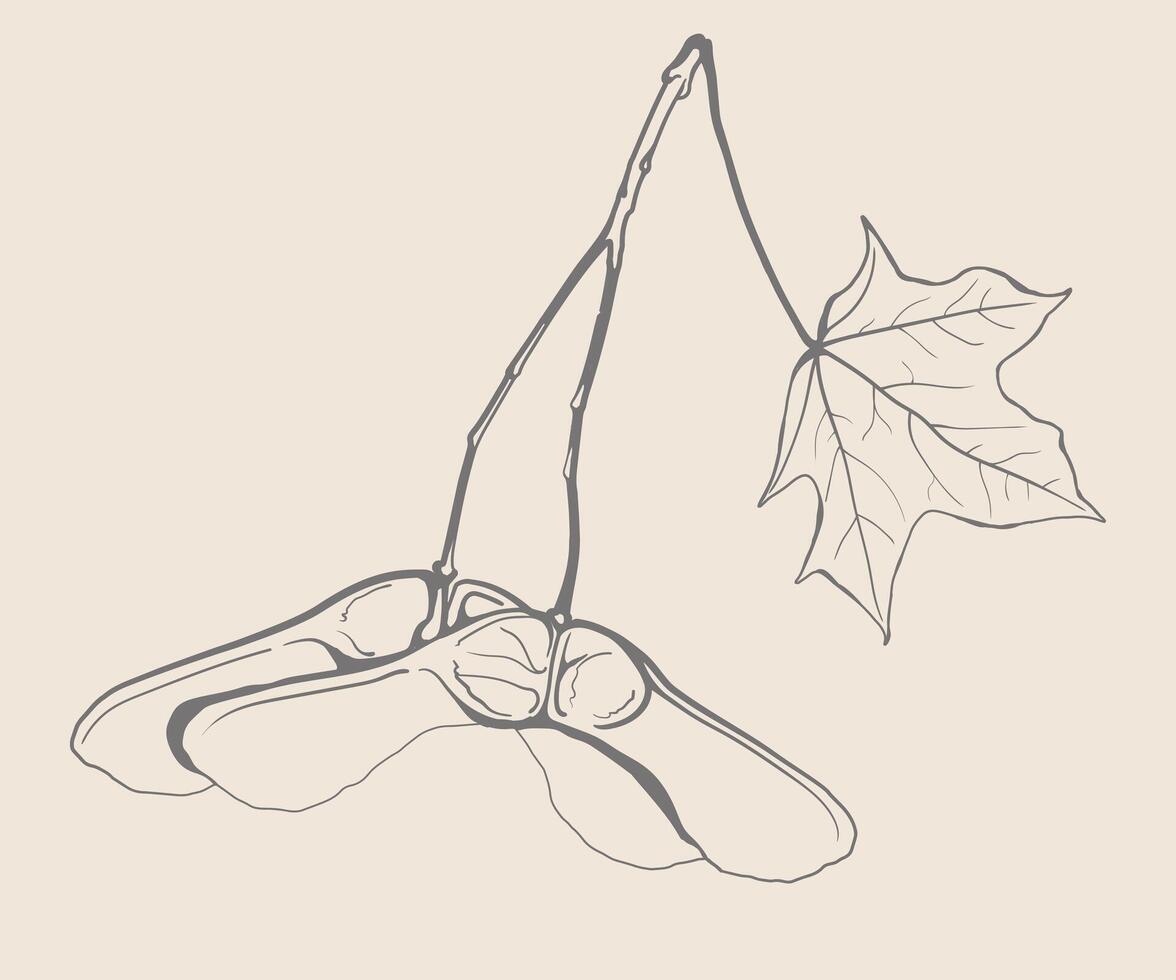 Nature fall plant maple tree foliage. Season art of autumn leaf hand drawn design. vector
