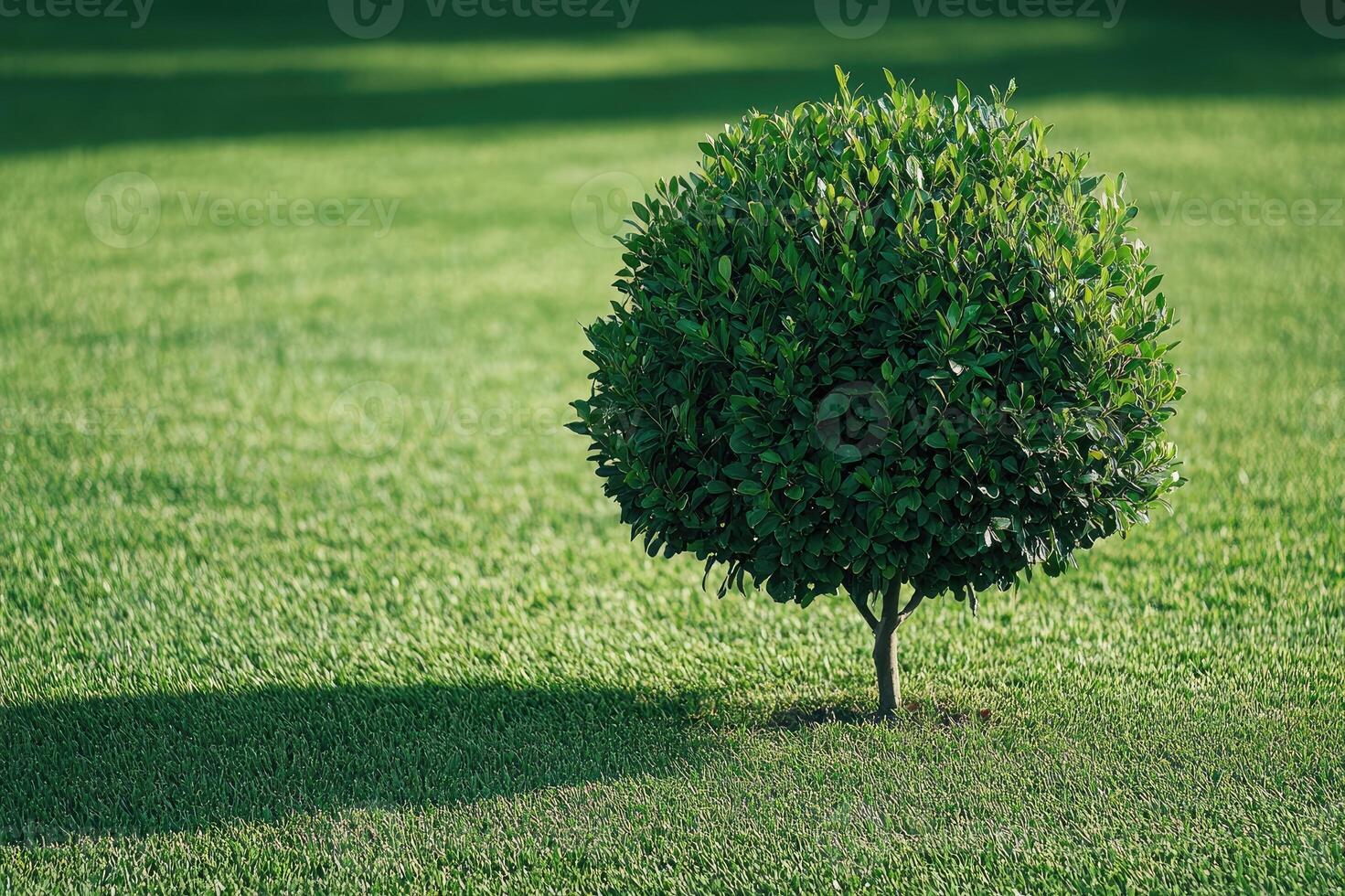 Beautifully Pruned Round Bush on a Green Lawn Area photo