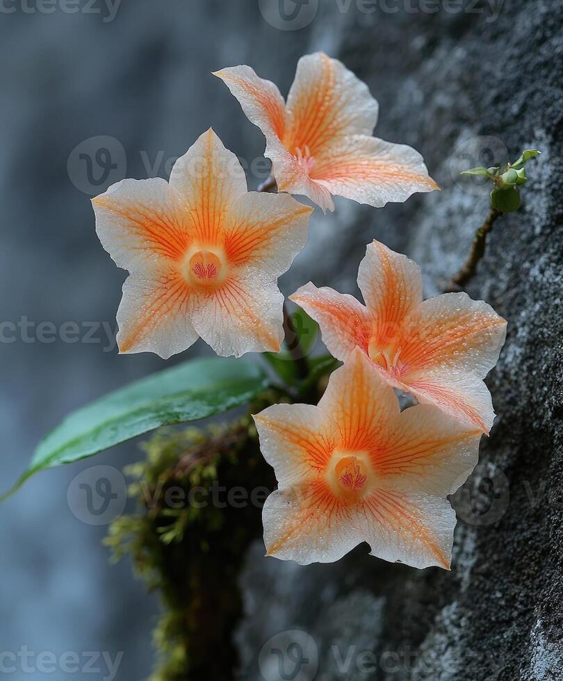 Yellow orchids blooming under the rain in a lush forest photo