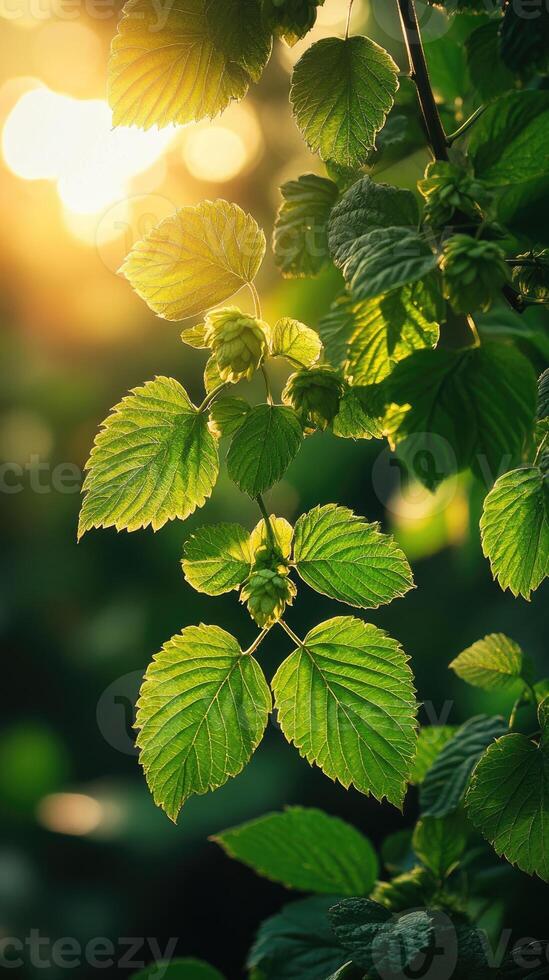 Common hop growing in a field at sunset illuminating the cones photo