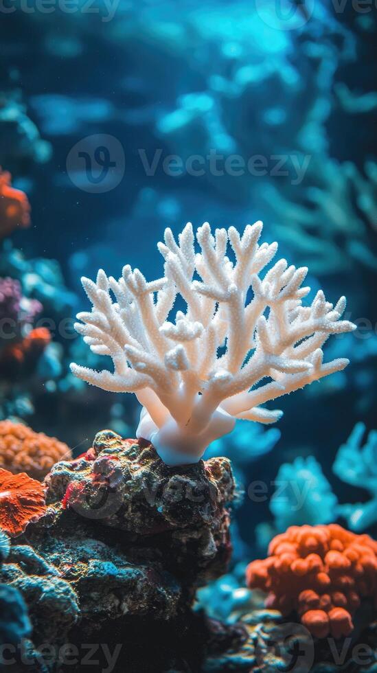 White coral reef bathed in sunlight on ocean floor photo