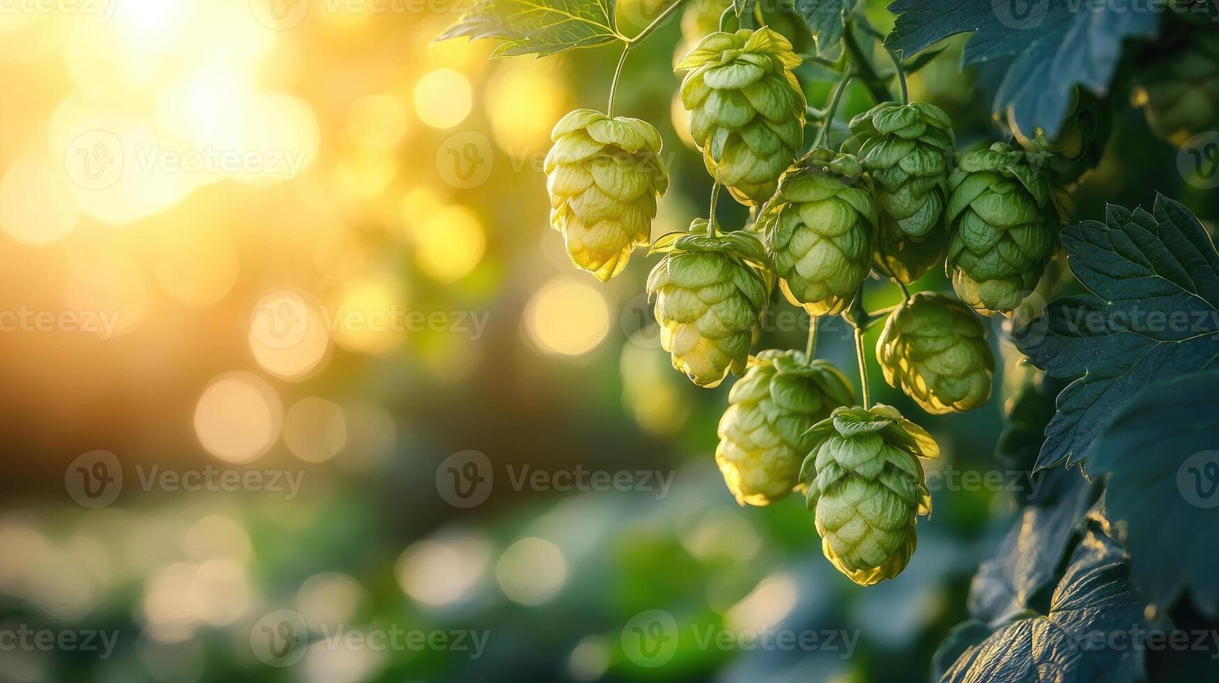 Common hop growing in a field at sunset illuminating the cones photo