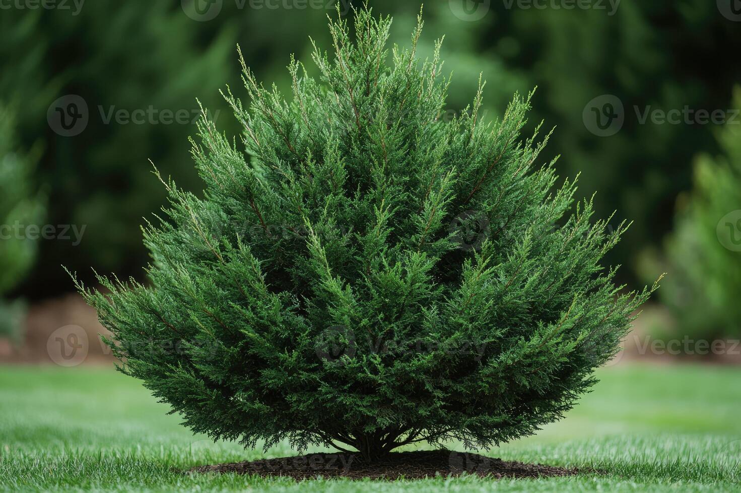 Single pine tree standing on grass in a garden setting at sunset photo