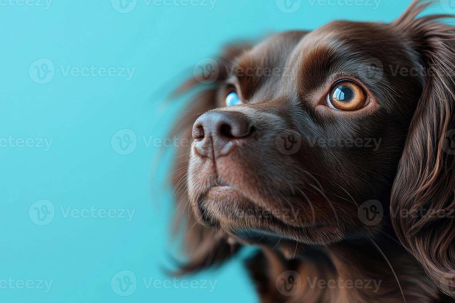 Curious black dog looking up with hopeful eyes on blue background photo