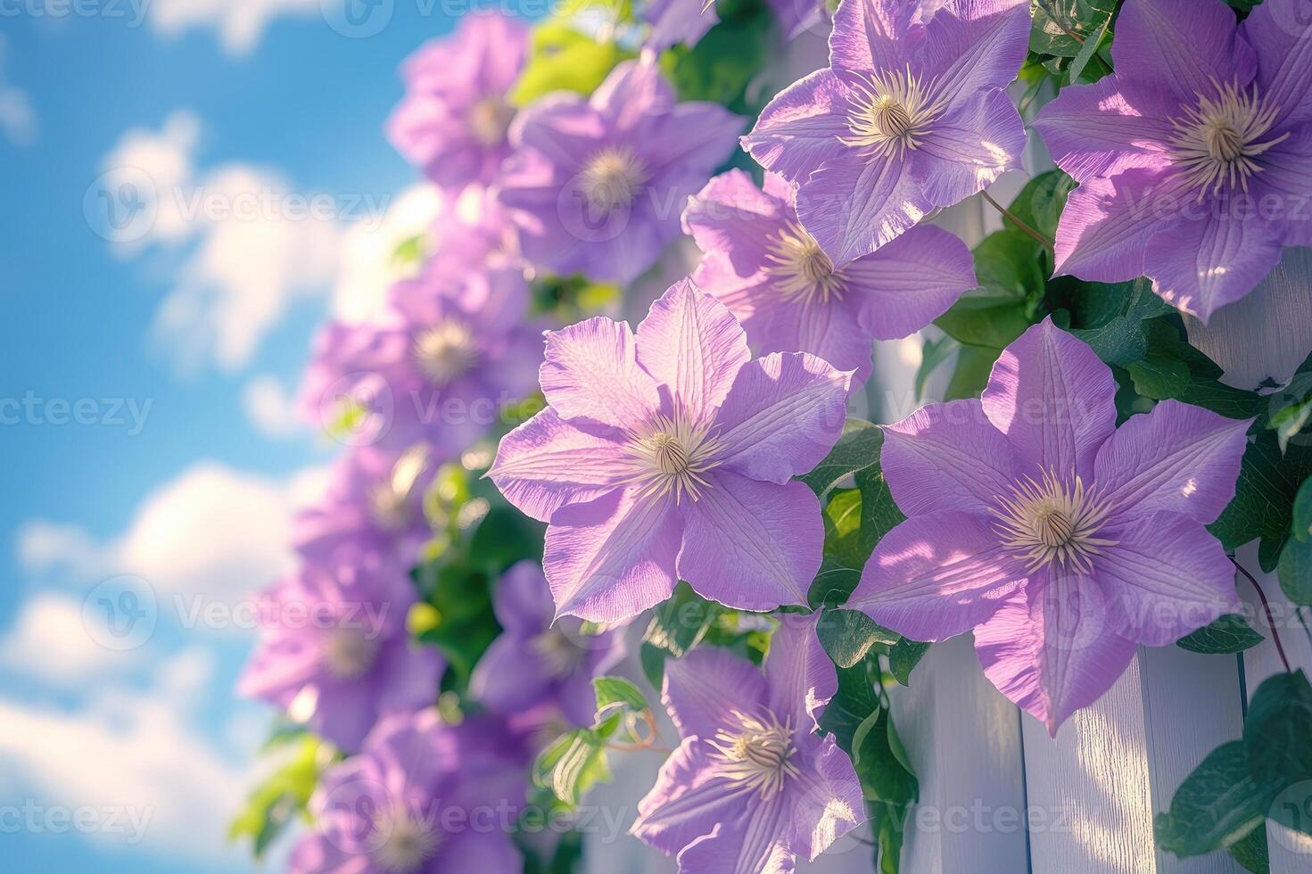 Pink clematis flowers climbing white picket fence on sunny day photo