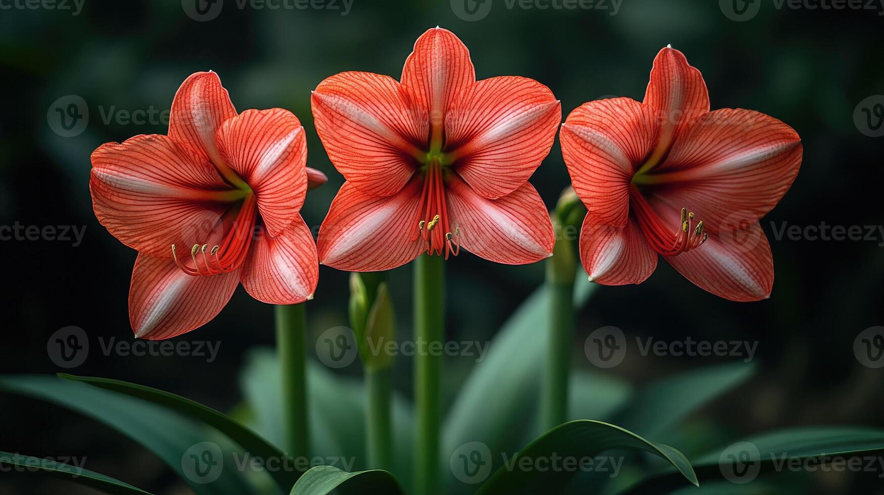 Three red amaryllis flowers blooming in a clay pot photo