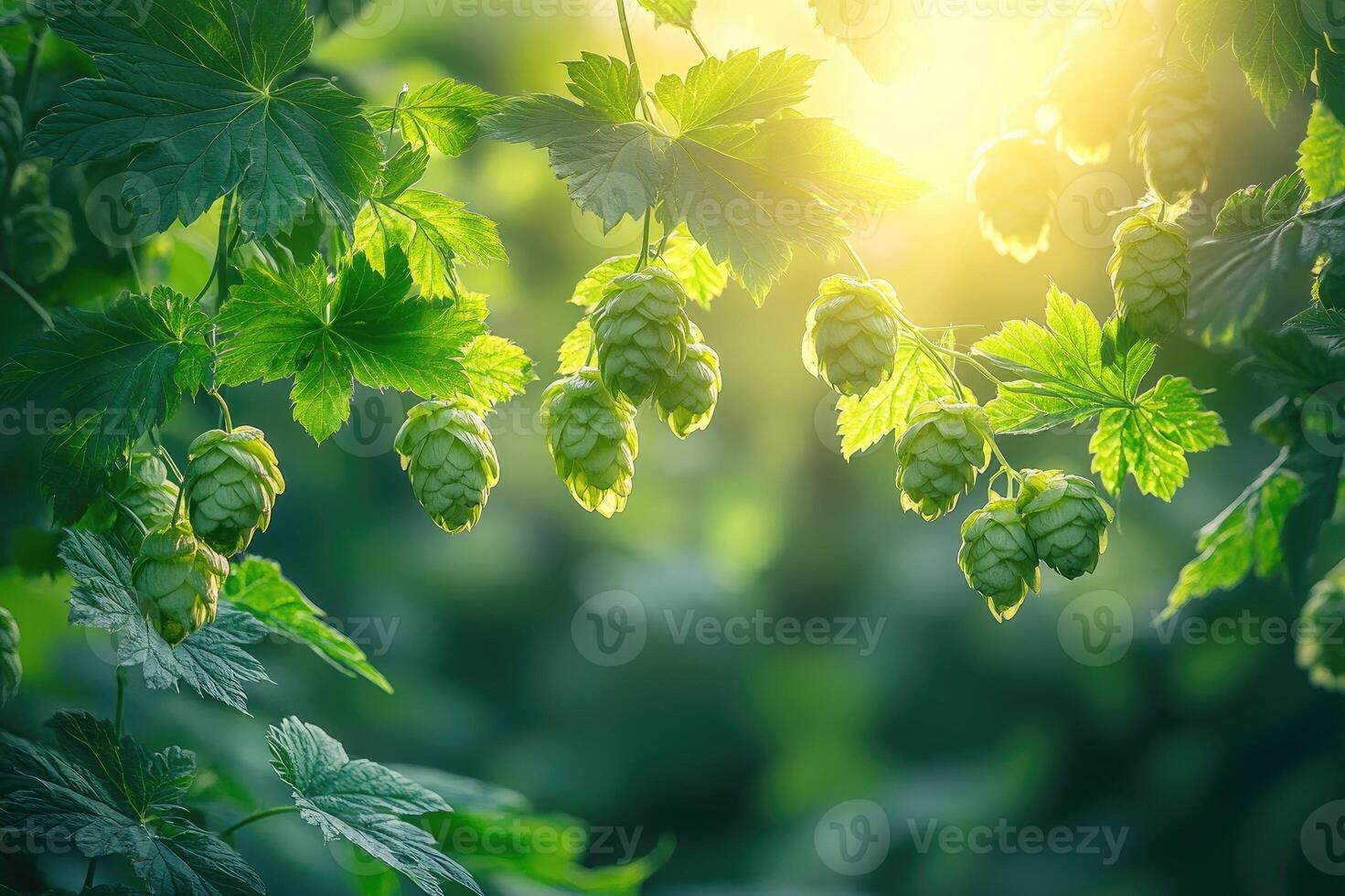 Common hop growing in a field at sunset illuminating the cones photo