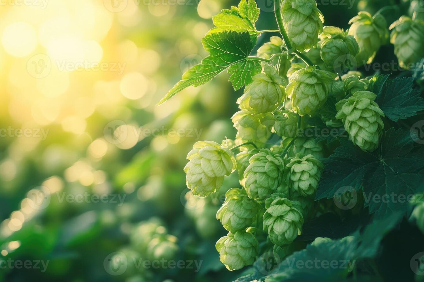 Common hop growing in a field at sunset illuminating the cones photo
