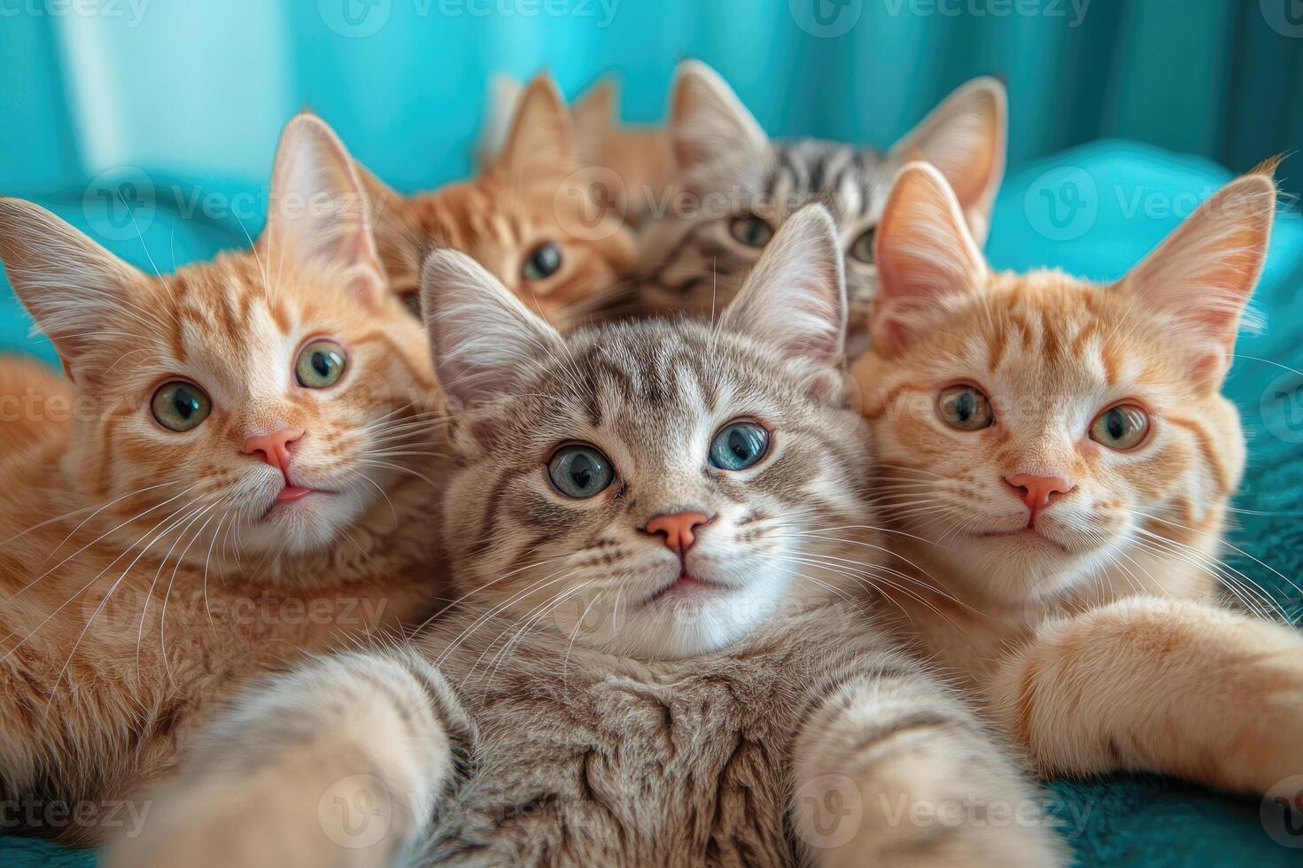Many curious cats posing on turquoise sofa photo
