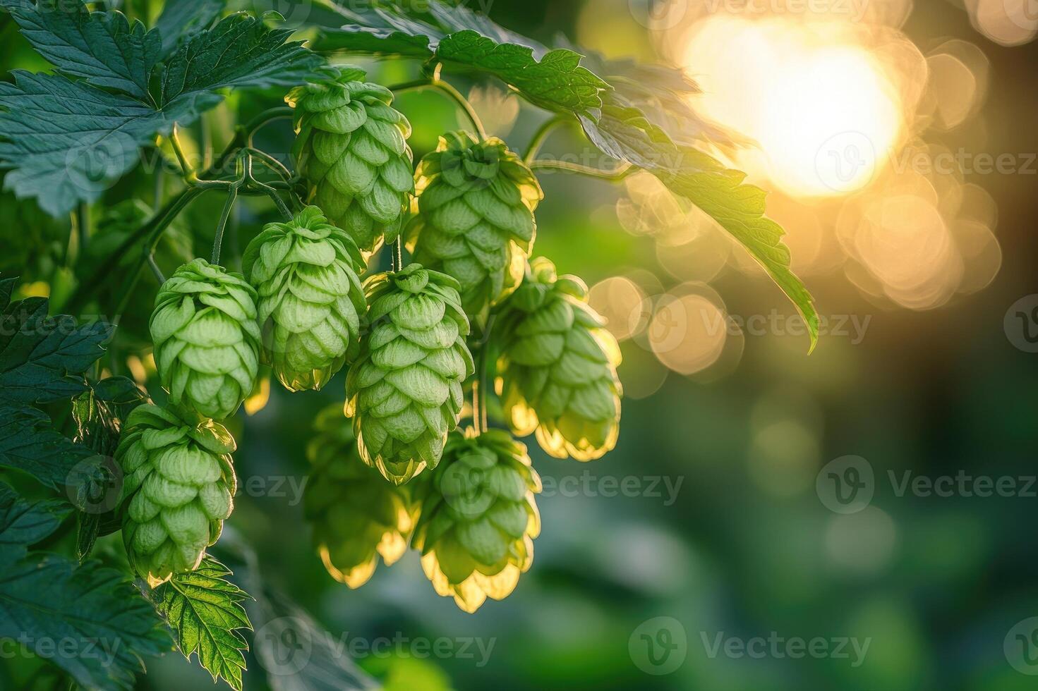 Common hop growing in a field at sunset illuminating the cones photo