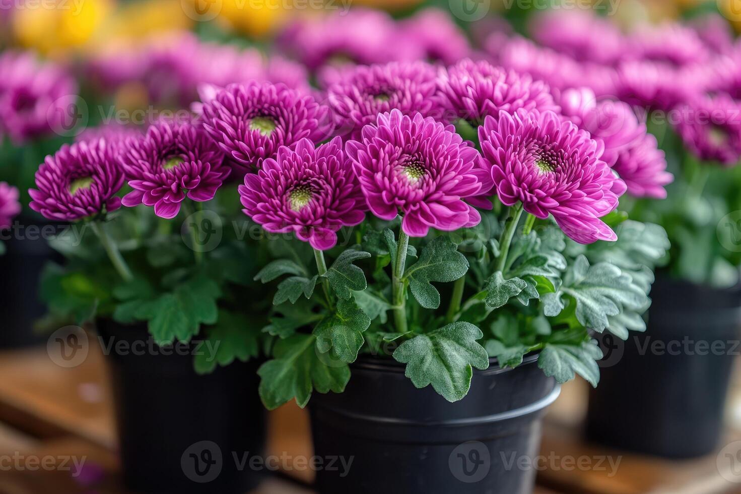 Purple chrysanthemum flowers blooming in pots at garden center photo