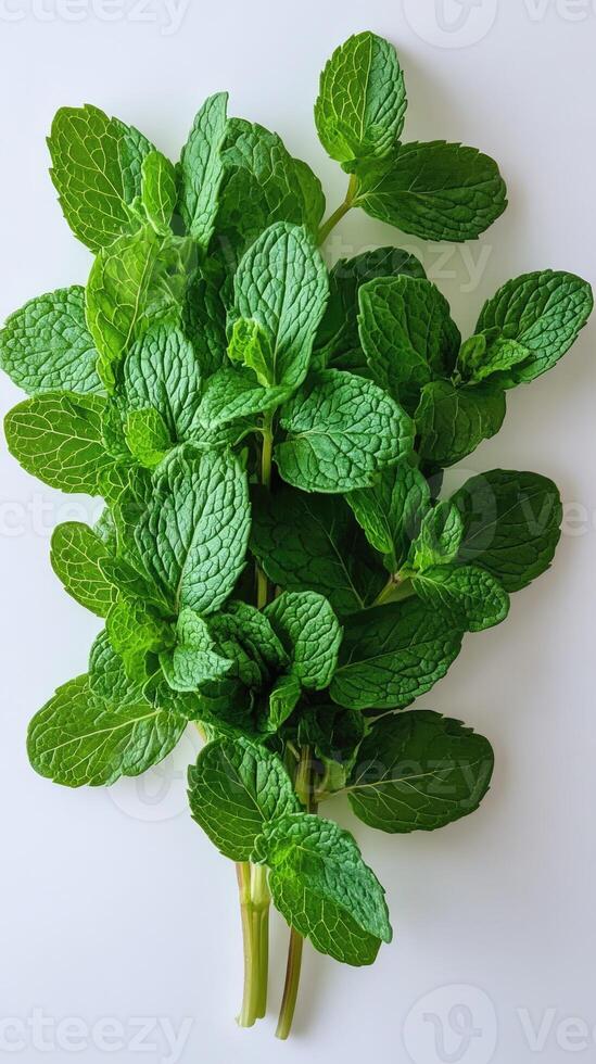 Fresh mint leaves forming a healthy green background photo