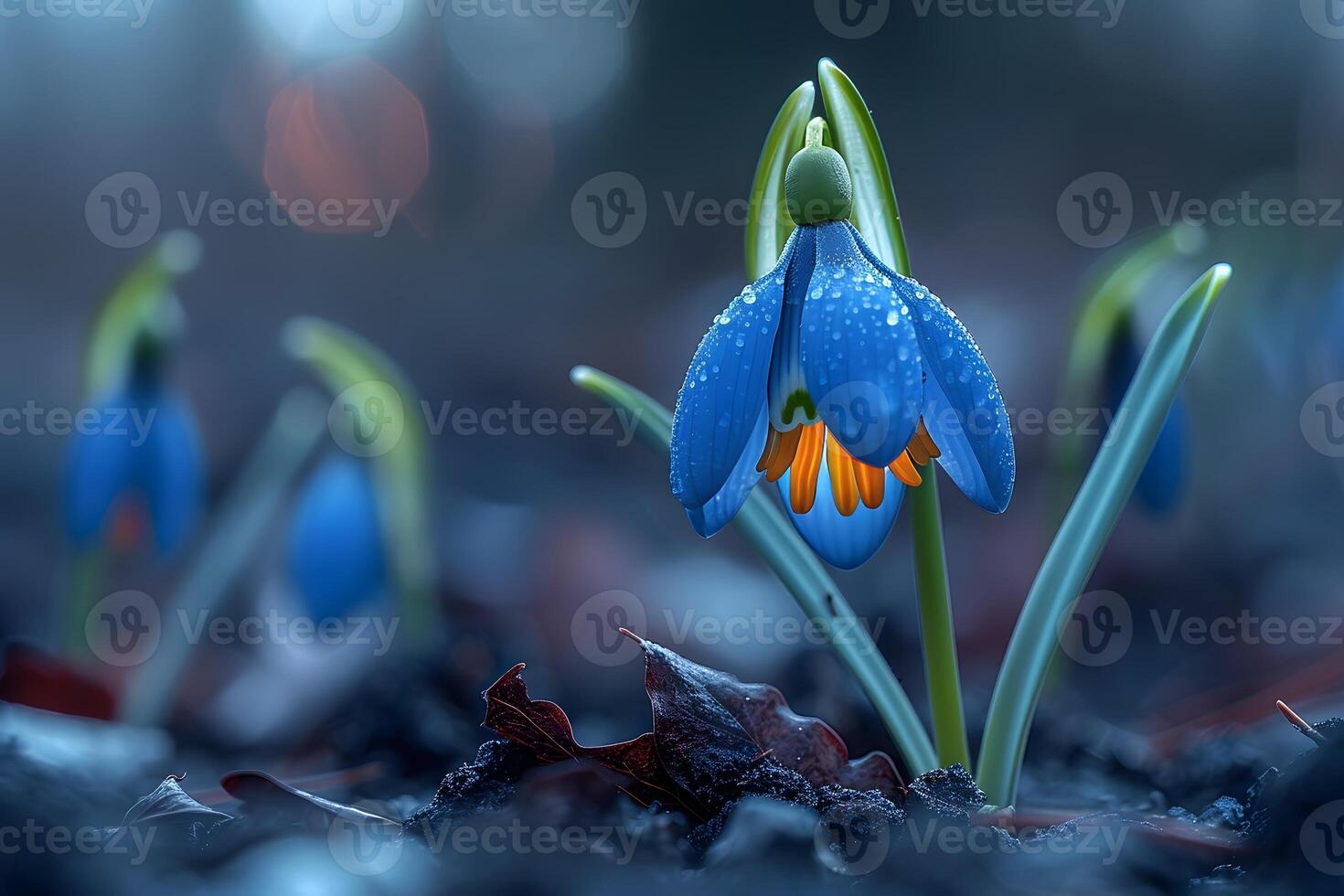 Delicate Bluebell Flowers with Water Droplets in a Serene Natural Setting photo