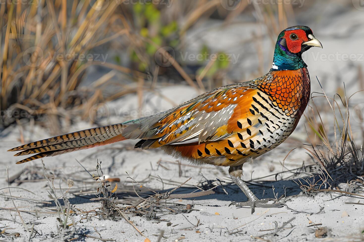 Vibrant Pheasant in Natural Habitat Wildlife Photography for Nature and Bird Watching Enthusiasts photo