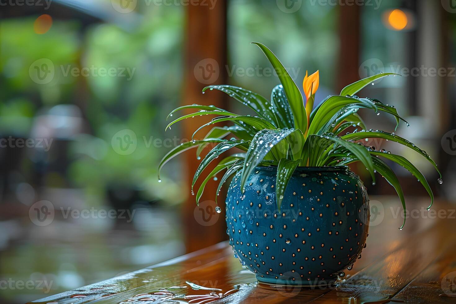 Freshly Watered Indoor Green Plant in Patterned Blue Pot on Wooden Table in Tropical Garden Setting photo