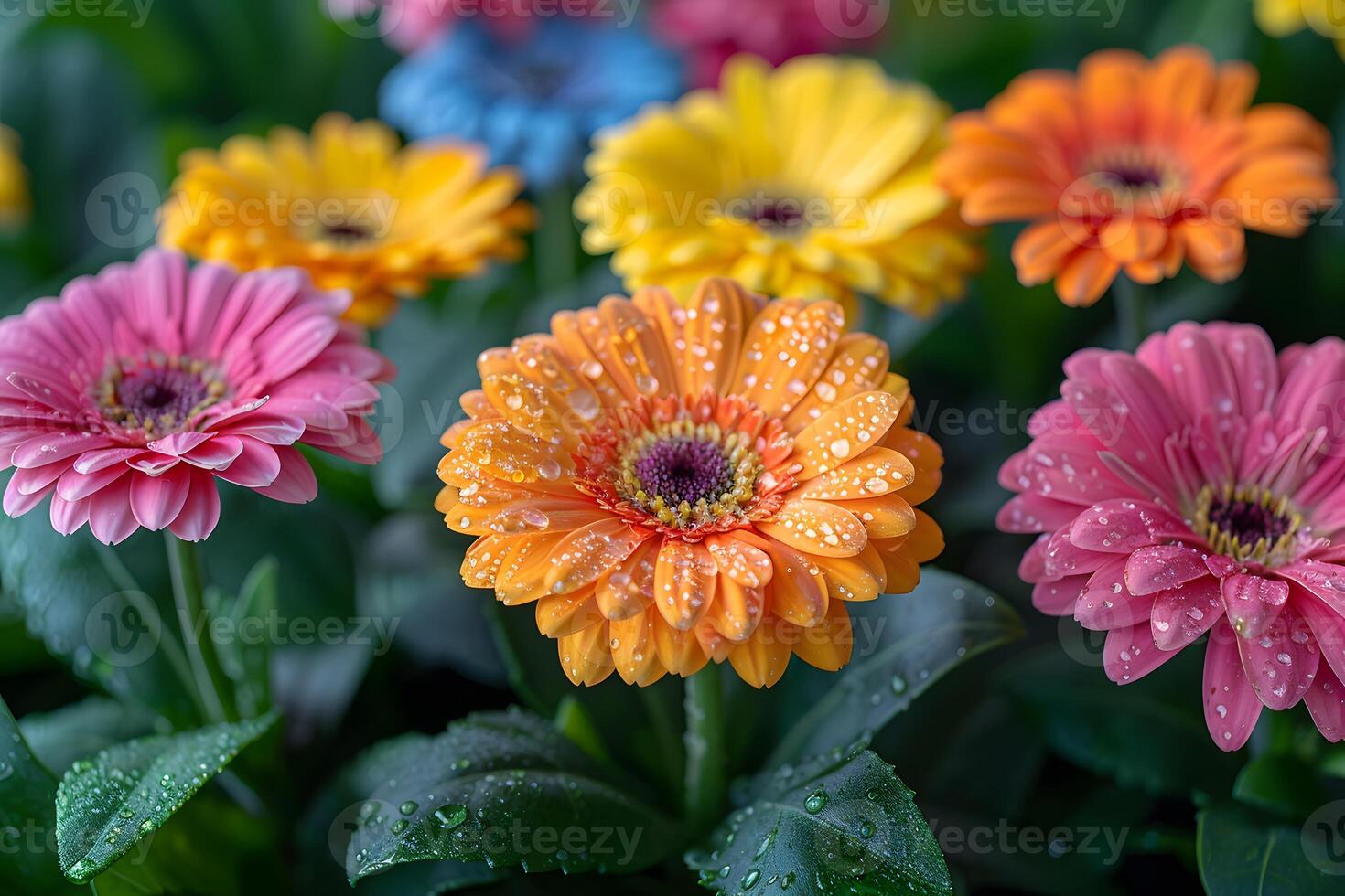 Vibrant Gerbera Daisies with Dew Drops - Nature Photography for Prints, Cards, Posters photo