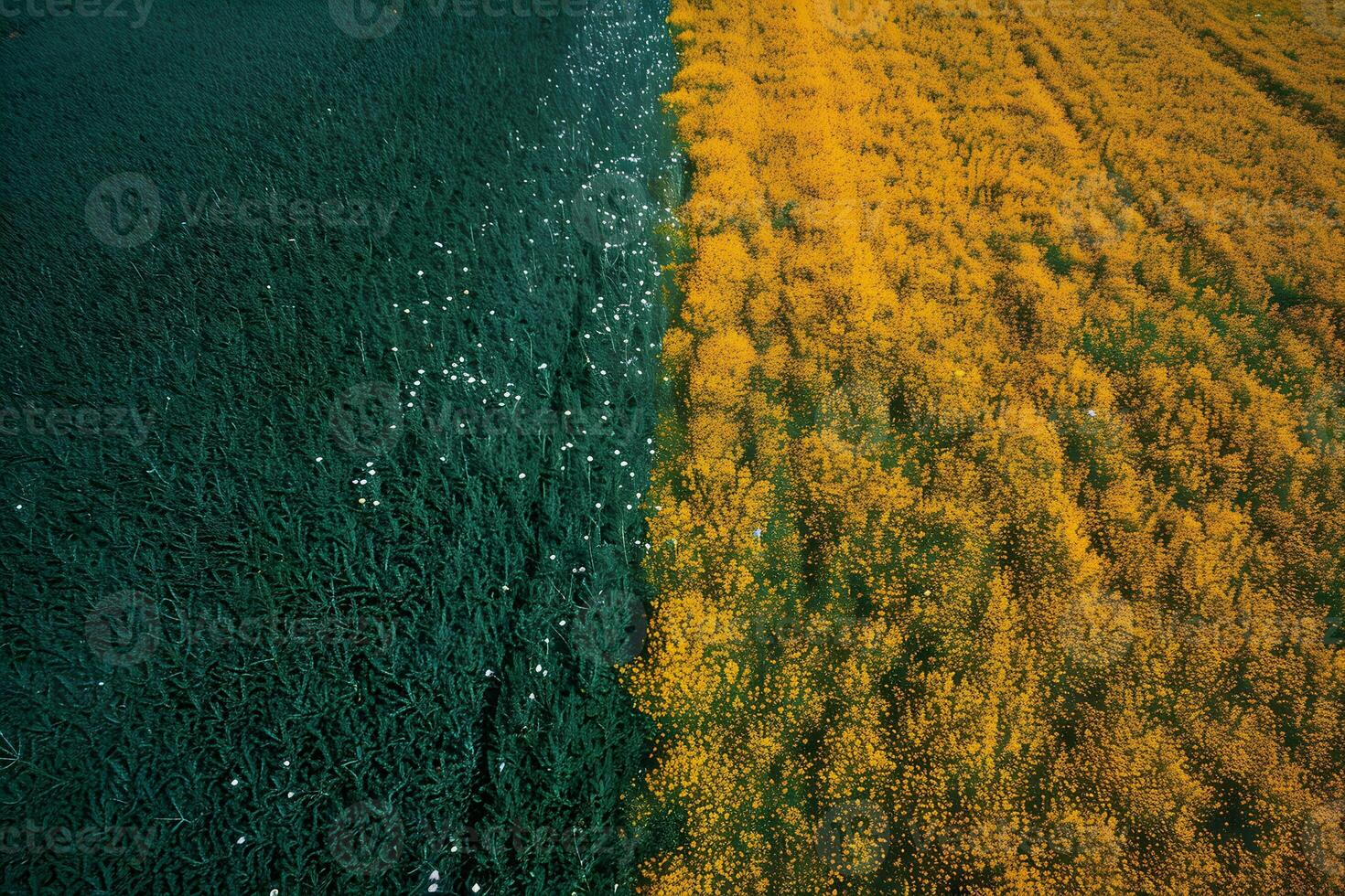 View from above of a yellow-green field. photo