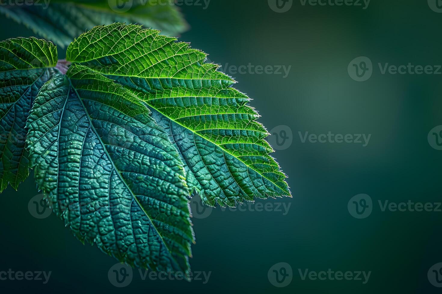 Close-Up of Vibrant Green Leaves with Detailed Texture Against a Blurred Background photo
