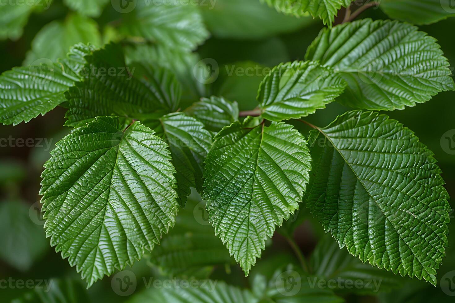 Close-Up of Green Tree Leaves with Detailed Veins for Nature Design and Botanical Study photo