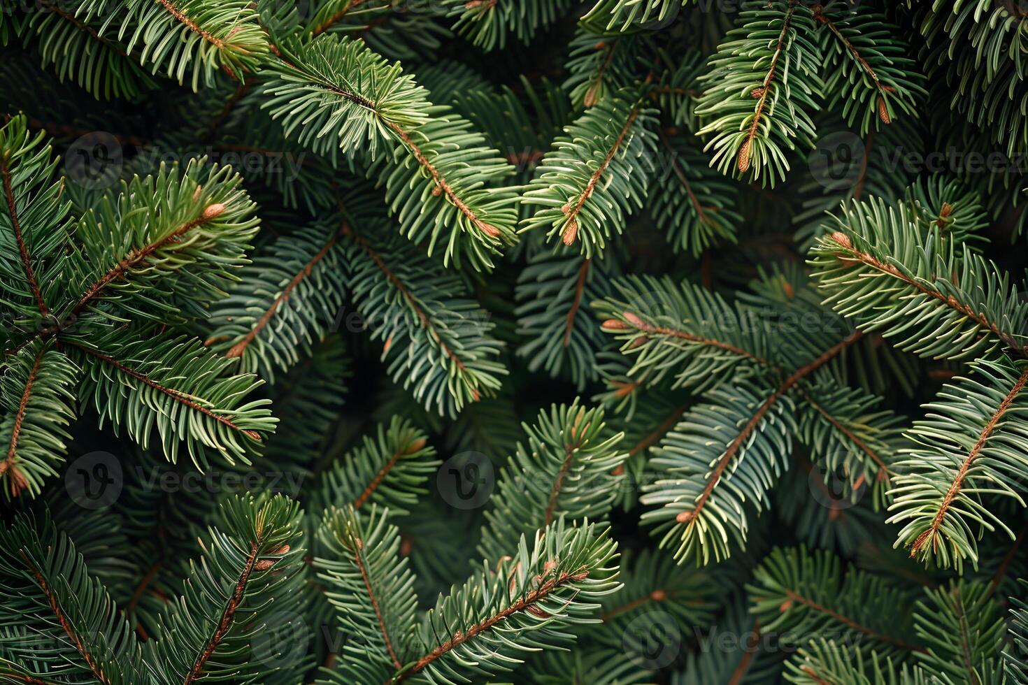Evergreen Pine Tree Branches Background for Nature and Holiday Designs photo