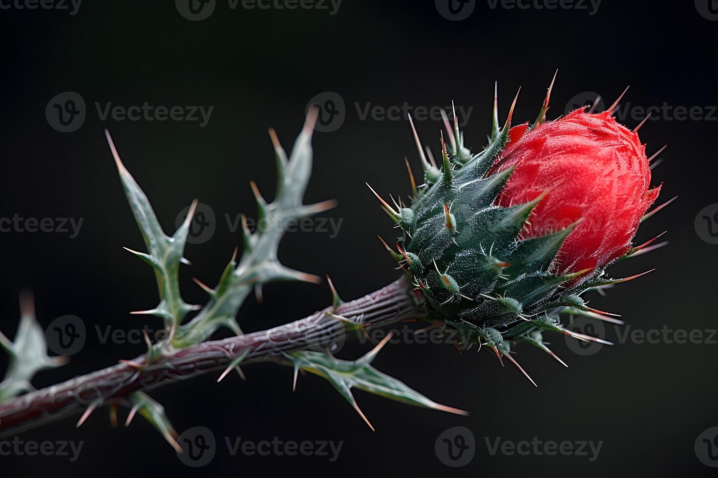 Macro Close-Up of Red Thistle Flower Bud with Sharp Spines - Nature, Botany, Floral Photography photo