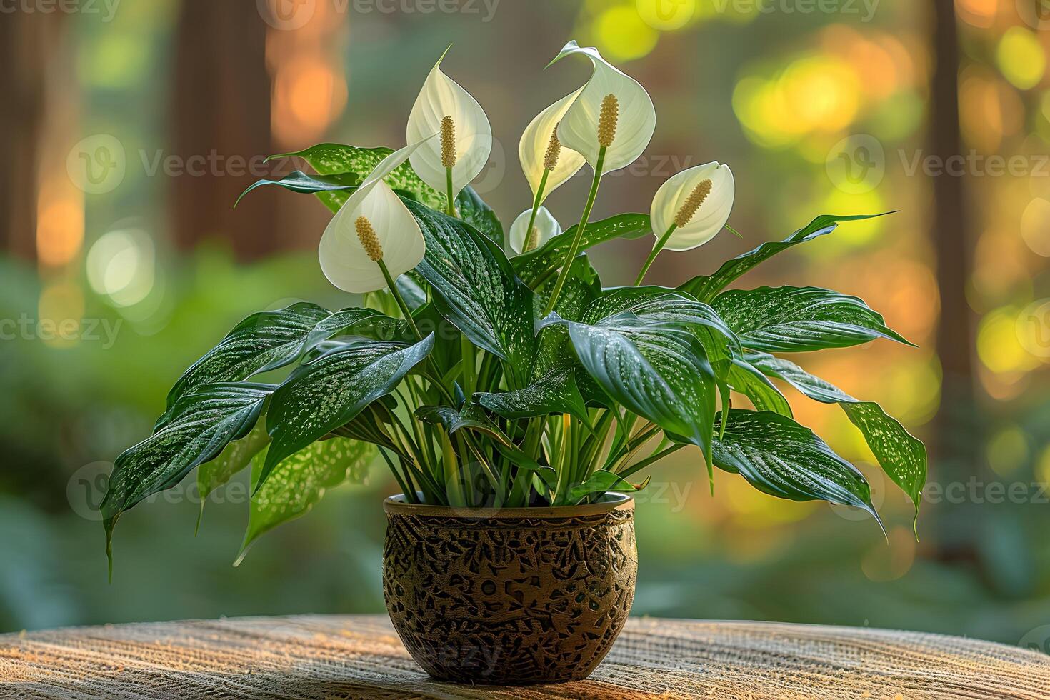 Peace Lily Houseplant on Wooden Table in Sunlit Indoor Garden Setting - Nature Photography for Home Decor, Print, Poster photo