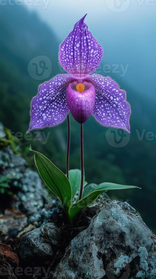 Purple spotted orchid blooming after rain in the forest photo