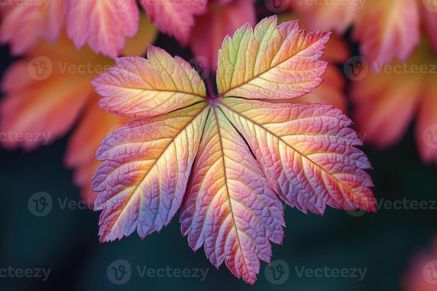 Orange leaf covered in dew drops holding on to branch in autumn photo