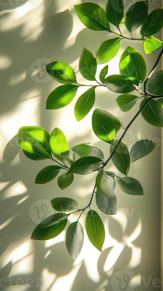 Big green leaves of houseplant receiving sunlight through window photo