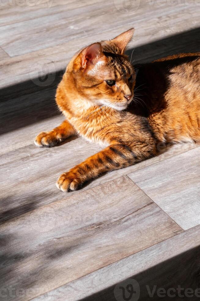 Cat lying in sunlit spot on wooden floor, enjoying the warmth. photo