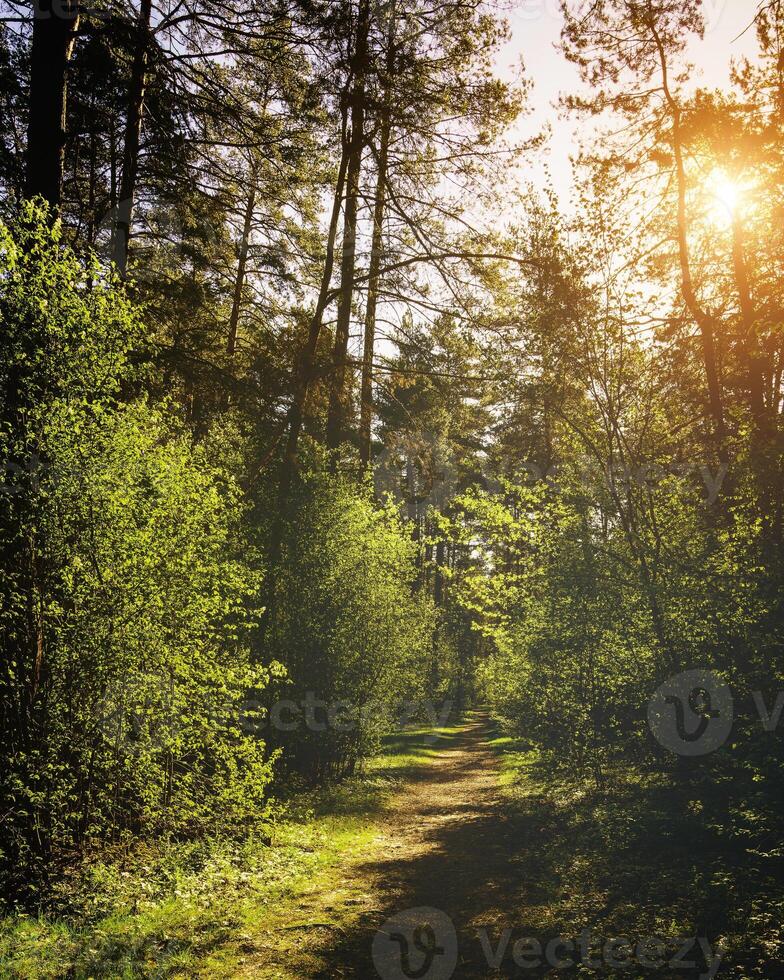 Sunbeams streaming through the pine trees and illuminating the young green foliage on the bushes in the pine forest in spring. Vintage film aesthetic. photo