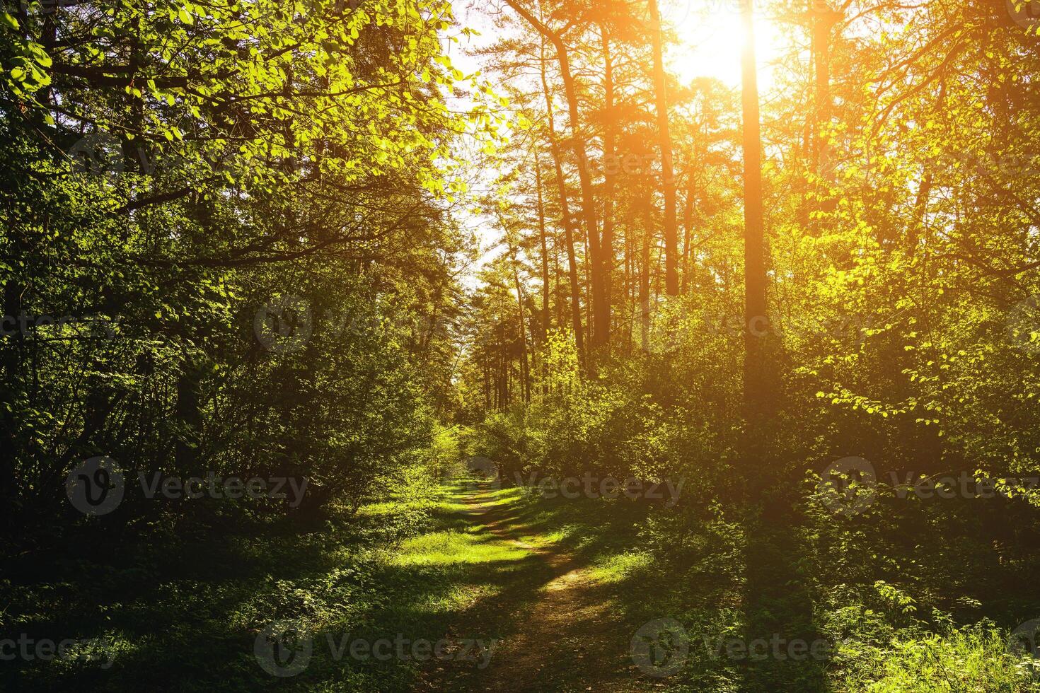Sunbeams streaming through the pine trees and illuminating the young green foliage on the bushes in the pine forest in spring. Vintage film aesthetic. photo