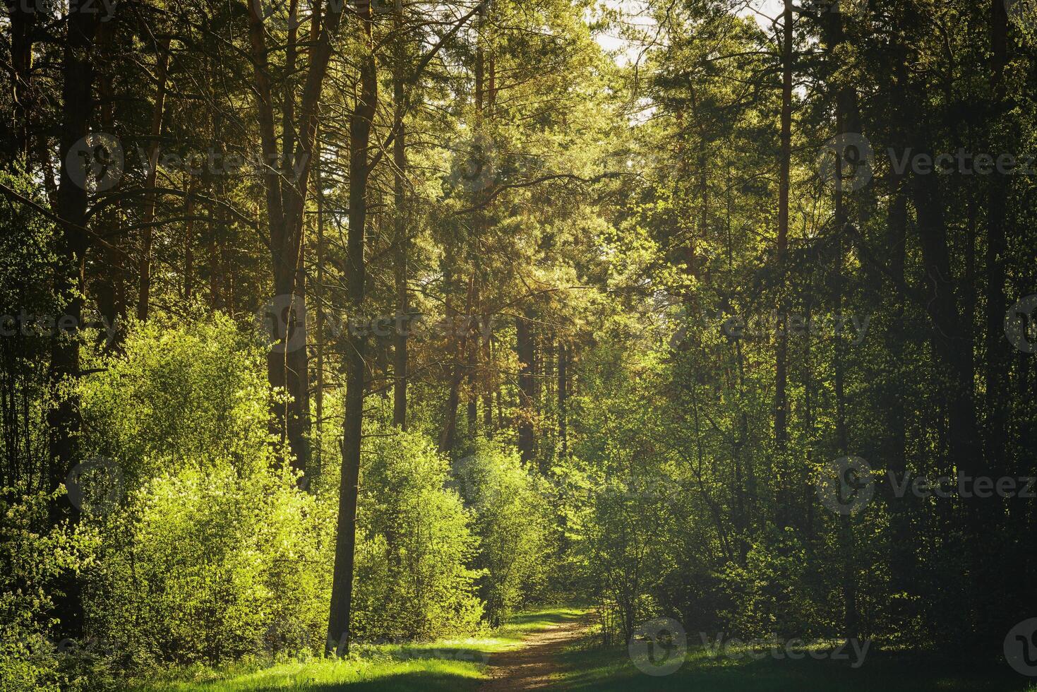 Sunbeams streaming through the pine trees and illuminating the young green foliage on the bushes in the pine forest in spring. Vintage film aesthetic. photo
